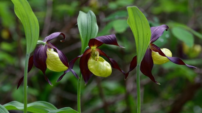 Zemní orchideje v naší přírodě Zemní orchideje v naší přírodě