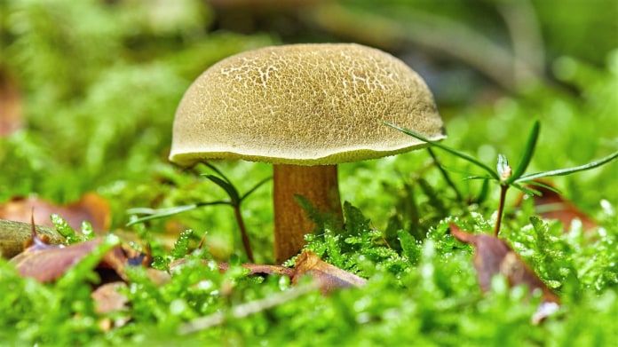 Hřib žlutomasý (Xerocomus chrysenteron) nebo babka: nejoblíbenější jedlá houba a nejsbíranější hřib u nás Hřib žlutomasý (Xerocomus chrysenteron) nebo babka: nejoblíbenější jedlá houba a nejsbíranější hřib u nás