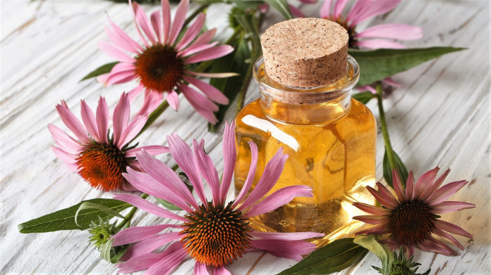 ECHINACEA: Jak pěstovat krásnou rostlinu a používat ji jako lék proti kašli, chřipce a nachlazení ECHINACEA: Jak pěstovat krásnou rostlinu a používat ji jako lék proti kašli, chřipce a nachlazení