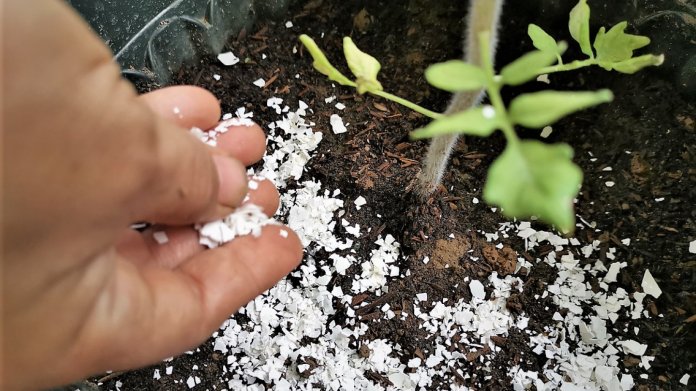 Vaječné skořápky poslouží jako přírodní výživa pro rajčata: v době vegetace zhruba jednou za měsíc přidáme najemno mleté nebo rozmixované skořápky buď do zálivky, nebo je nasypeme okolo rostlin Vaječné skořápky poslouží jako přírodní výživa pro rajčata: v době vegetace zhruba jednou za měsíc přidáme najemno mleté nebo rozmixované skořápky buď do zálivky, nebo je nasypeme okolo rostlin