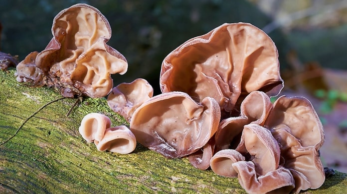 Ucho Jidášovo je výborná houba a léčivka. Když budete pít léčivý čaj z Jidášova ucha, žádný vir si na vás netroufne! Ucho Jidášovo je výborná houba a léčivka. Když budete pít léčivý čaj z Jidášova ucha, žádný vir si na vás netroufne!