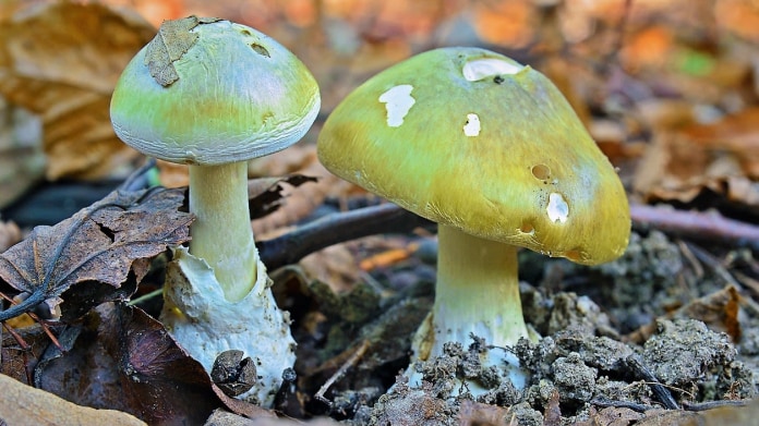 Muchomůrka zelená, nejjedovatější a nejnebezpečnější houba podzimního lesa Muchomůrka zelená, nejjedovatější a nejnebezpečnější houba podzimního lesa
