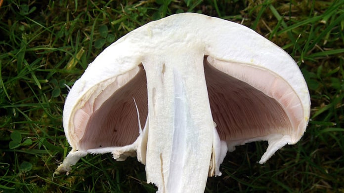 Pečárka zápašná neboli žampion zápašný (Agaricus xanthoderma) Pečárka zápašná neboli žampion zápašný (Agaricus xanthoderma)