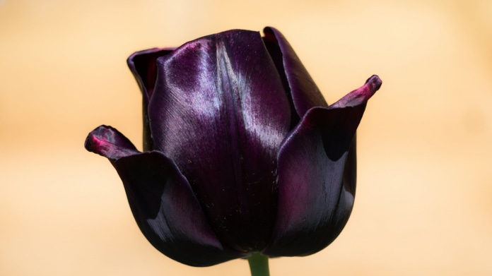 černý tulipán černý tulipán