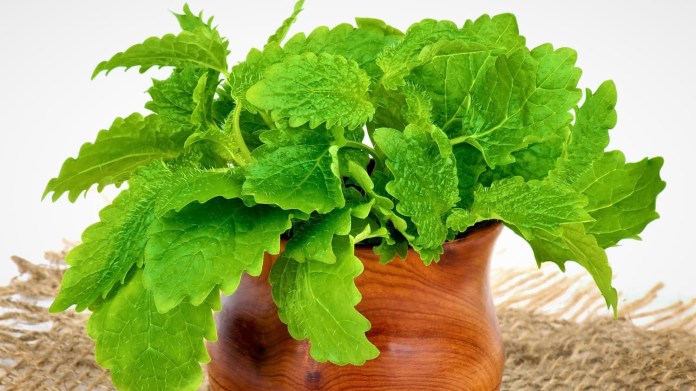 MEDUŇKA: Jak vypěstovat citronovou bylinku a vyrobit z ní super francouzský lék na uklidnění MEDUŇKA: Jak vypěstovat citronovou bylinku a vyrobit z ní super francouzský lék na uklidnění