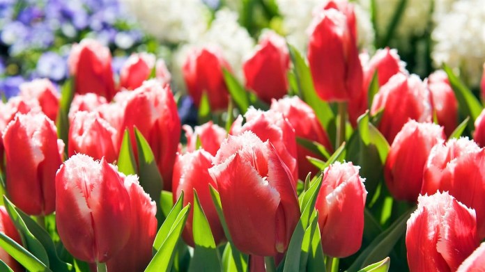 Tulipány (Tulipa) Tulipány (Tulipa)