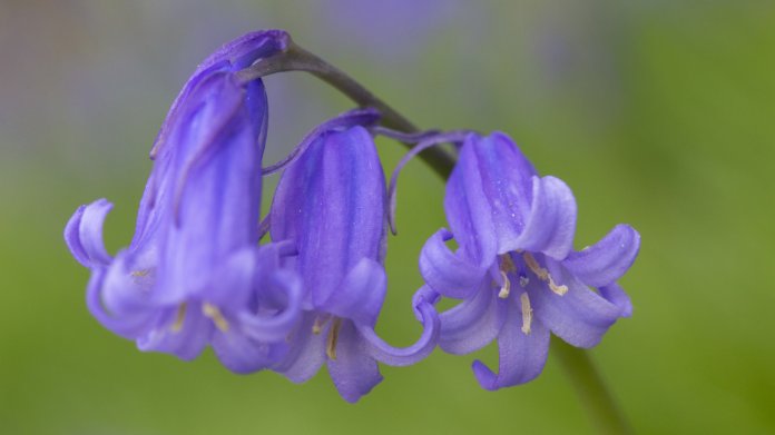 Hyacintovec britský (Hyacinthoides non-scripta) Hyacintovec britský (Hyacinthoides non-scripta)