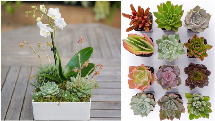 Okázalým orchidejím sluší doprovod skromných sukulentů. Okázalým orchidejím sluší doprovod skromných sukulentů.