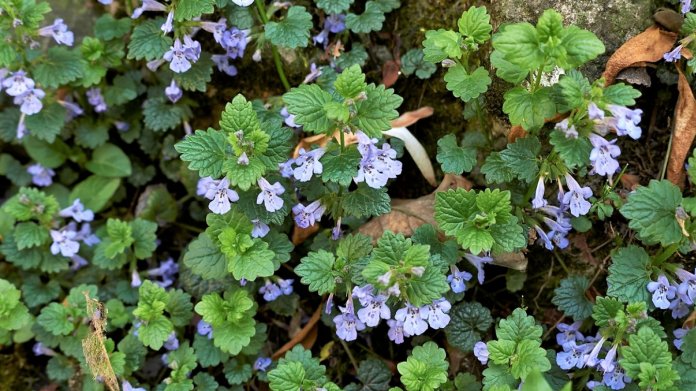 Popenec obecný, dříve břečťanolistý (Glechoma hederacea) roste jako plevel takřka všude Popenec obecný, dříve břečťanolistý (Glechoma hederacea) roste jako plevel takřka všude