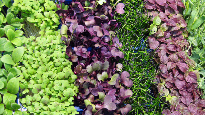 Doba růstu microgreens se pohybuje mezi 7-14 dny od výsevu po sklizeň Doba růstu microgreens se pohybuje mezi 7-14 dny od výsevu po sklizeň