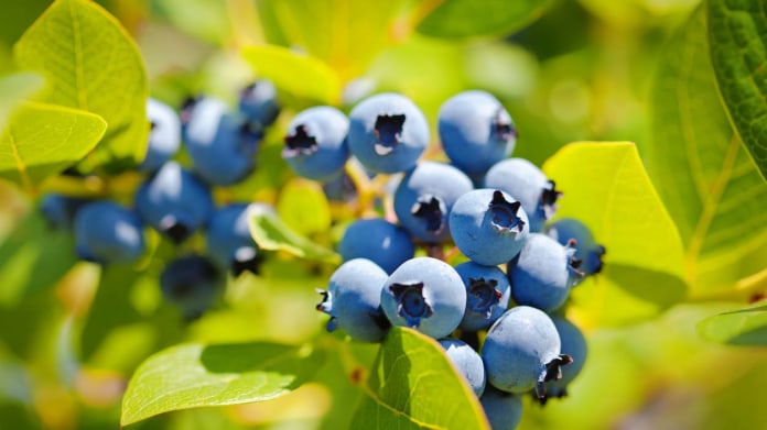 Zahradní borůvky (Vaccinium corymbosum) Zahradní borůvky (Vaccinium corymbosum)