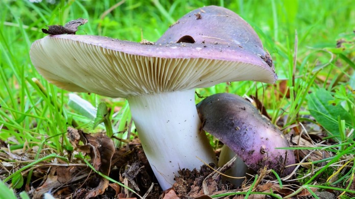 Objevte pestrý svět holubinek Objevte pestrý svět holubinek