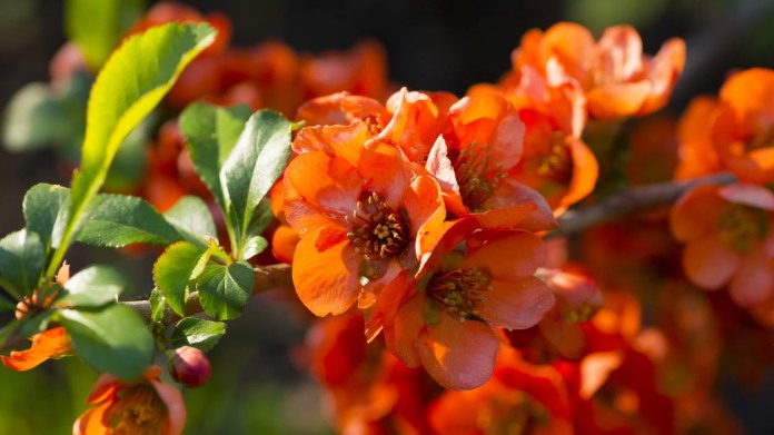 Kdoulovec japonský (Ch. japonica) Kdoulovec japonský (Ch. japonica)