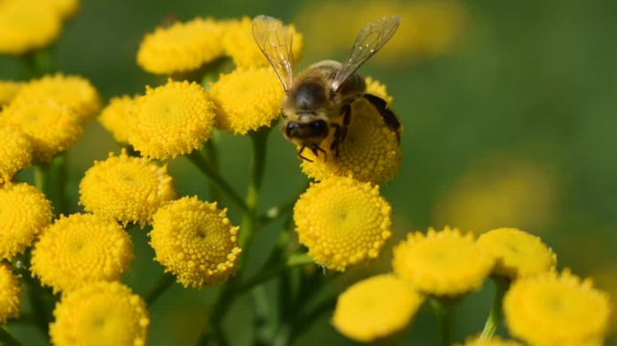 Vratič obecný (Tanacetum vulgare) Vratič obecný (Tanacetum vulgare)