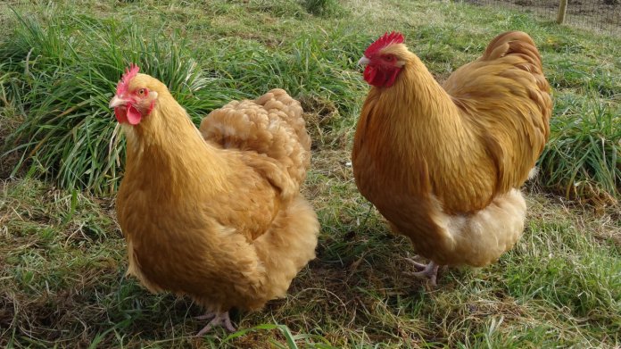 Slepice orpingtonka žlutá Slepice orpingtonka žlutá