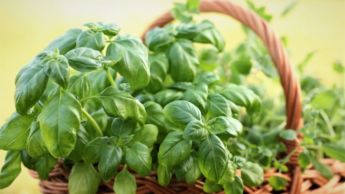 BAZALKA: Jak vypěstovat kouzelné koření a udělat si klasické pesto BAZALKA: Jak vypěstovat kouzelné koření a udělat si klasické pesto