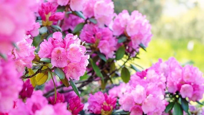 Co dělat s rododendrony po odkvětu Co dělat s rododendrony po odkvětu
