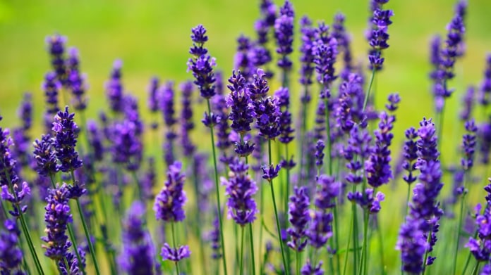 Levandule (Lavandula) Levandule (Lavandula)