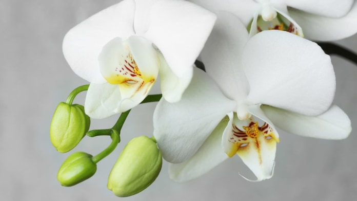 Jak mít krásné orchideje? Jak mít krásné orchideje?