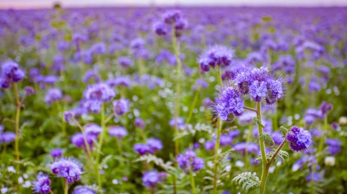 Svazenka vratičolistá (Phacelia tanacetifolia) Svazenka vratičolistá (Phacelia tanacetifolia)