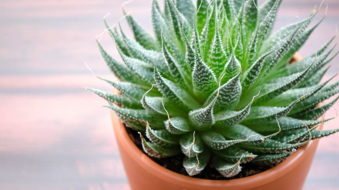 Aloe vera je velmi léčivou rostlinou. Aloe vera je velmi léčivou rostlinou.