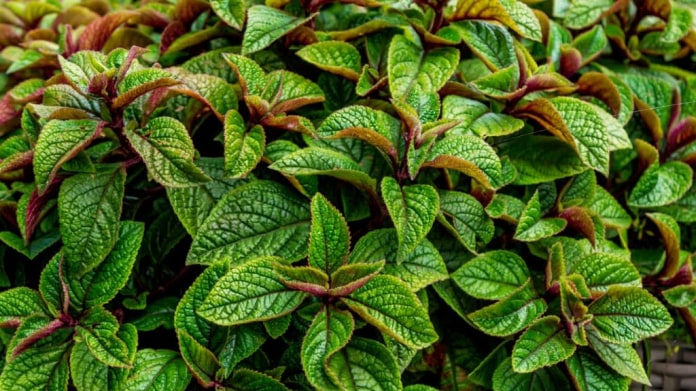 Moud purpurový, molice (Plectranthus purpuratus) Moud purpurový, molice (Plectranthus purpuratus)