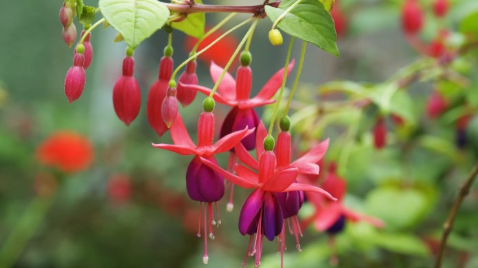 Fuchsie Fuchsie
