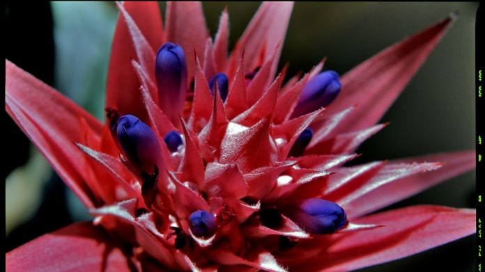 Echmea/Aechmea fasciata - detail Echmea/Aechmea fasciata - detail