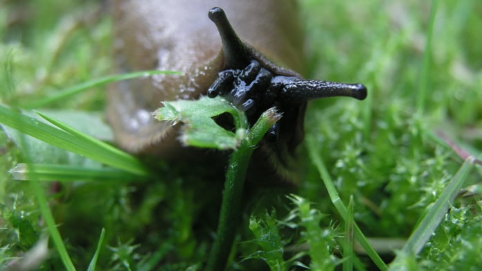 Arion vulgaris - Plzák španělský Arion vulgaris - Plzák španělský