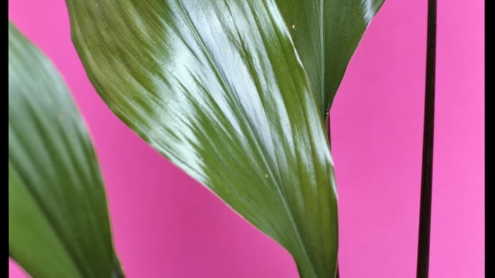 Kořenokvětka/Aspidistra elatior Kořenokvětka/Aspidistra elatior
