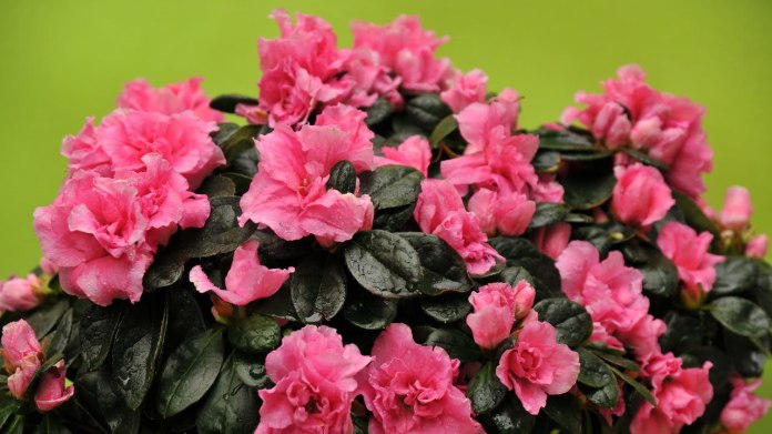 Azalka/Azalea indica Azalka/Azalea indica