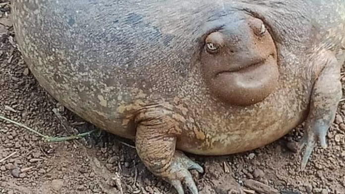 Želva, nebo žába? 1 Želva, nebo žába? 1