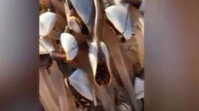 Gooseneck Barnacles Gooseneck Barnacles