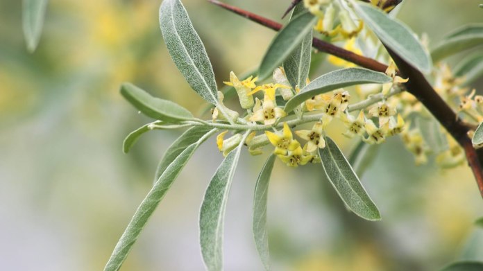 Hlošina úzkolistá (Elaeagnus angustifolia) Hlošina úzkolistá (Elaeagnus angustifolia)