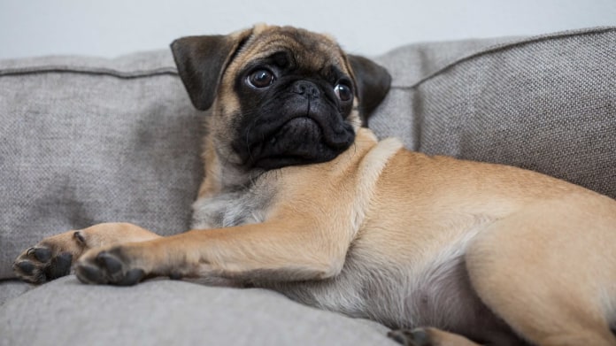 5 psích plemen, nejvhodnějších pro městské chovatele i začátečníky: mops 5 psích plemen, nejvhodnějších pro městské chovatele i začátečníky: mops