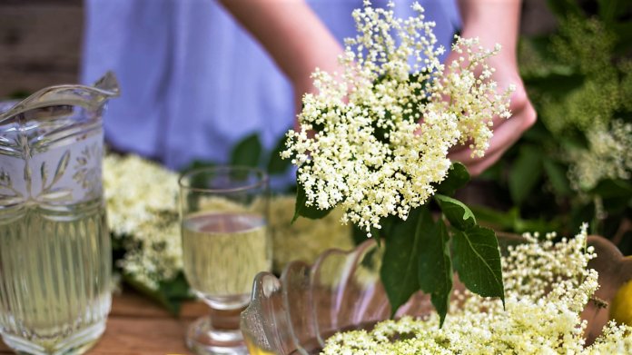 Nezapomeňte letos natrhat květy černého bezu a udělat z nich sirup, med, limonádu, džem i polévku Nezapomeňte letos natrhat květy černého bezu a udělat z nich sirup, med, limonádu, džem i polévku