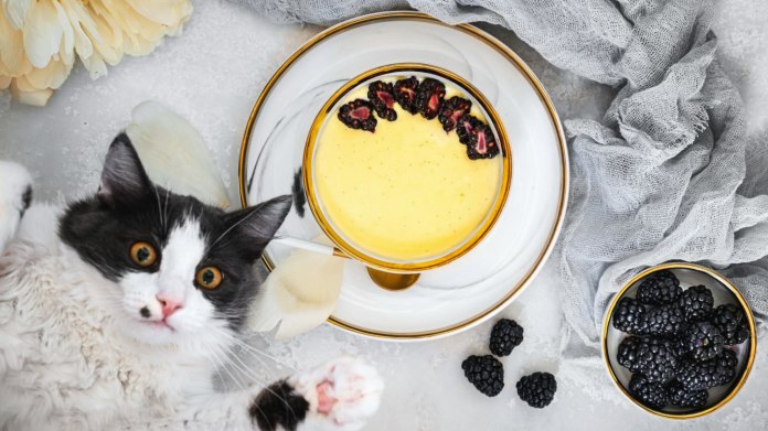 Domácí vanilkový pudink podle Cat & Cook Domácí vanilkový pudink podle Cat & Cook
