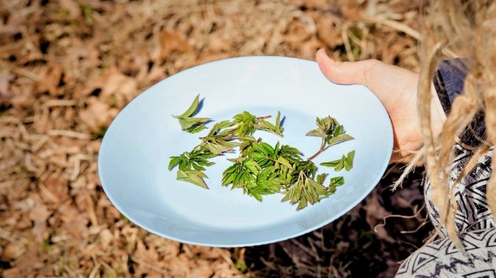 Otravuje vás na zahradě urputný plevel? Tak ho snězte! Bršlice i žabinec jsou delikatesa i lék Otravuje vás na zahradě urputný plevel? Tak ho snězte! Bršlice i žabinec jsou delikatesa i lék