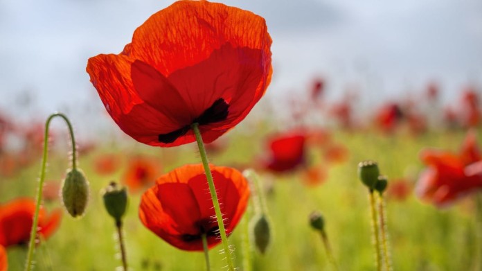 Vlčí mák (Papaver rhoeas) Vlčí mák (Papaver rhoeas)