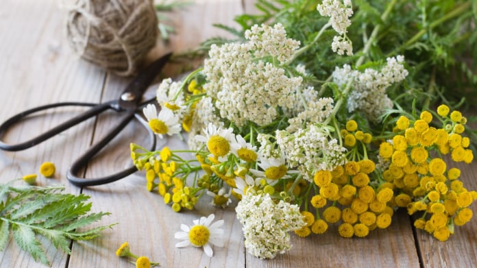 Vratič obecný (Tanacetum vulgare) Vratič obecný (Tanacetum vulgare)