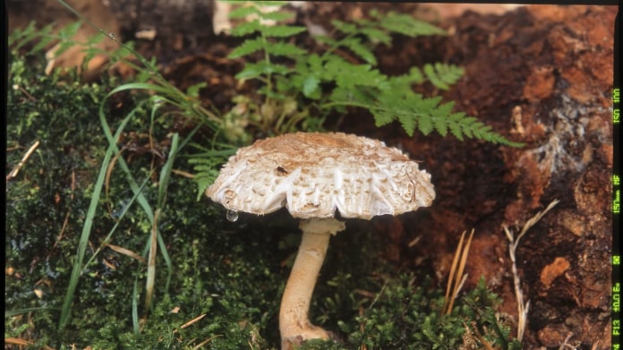 Bedla ostrošupinná/Lepiota aspera Bedla ostrošupinná/Lepiota aspera