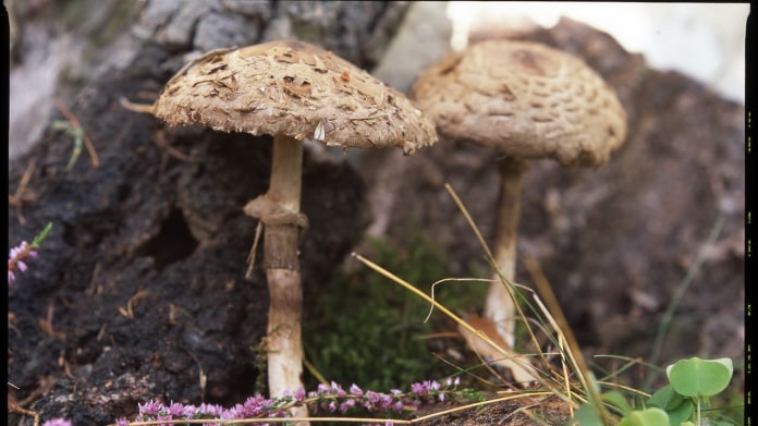 Bedla vysoká/Macrolepiota procera Bedla vysoká/Macrolepiota procera