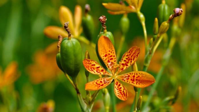 Angínovník čínský (Belamcanda chinensis) Angínovník čínský (Belamcanda chinensis)