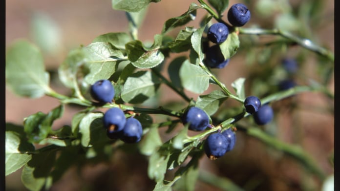 Borůvka lesní/Vaccinium myrtillus - detail Borůvka lesní/Vaccinium myrtillus - detail