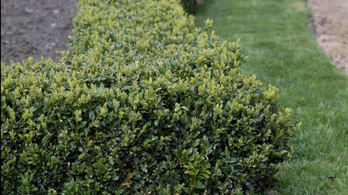 Zimostráz vždyzelený/Buxus sempervirens Zimostráz vždyzelený/Buxus sempervirens