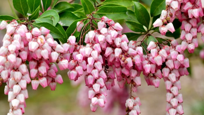 Pieris japonský Pieris japonský