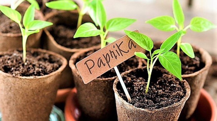 10 zlatých pravidel vlastnoručního výsevu a předpěstování paprik: zdravá semena vyséváme přibližně 10 týdnů před předpokládaným termínem výsadby na záhon nebo do skleníku 10 zlatých pravidel vlastnoručního výsevu a předpěstování paprik: zdravá semena vyséváme přibližně 10 týdnů před předpokládaným termínem výsadby na záhon nebo do skleníku