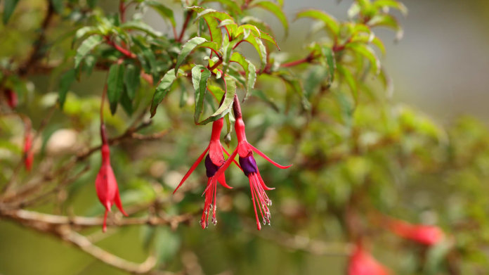 Fuchsie magelánská (Fuchsia magellanica) Fuchsie magelánská (Fuchsia magellanica)