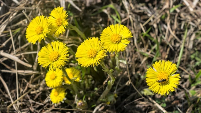 Máte kašel? Bolí vás klouby? Nasbírejte si podběl na čaj, sirup a obklad Máte kašel? Bolí vás klouby? Nasbírejte si podběl na čaj, sirup a obklad