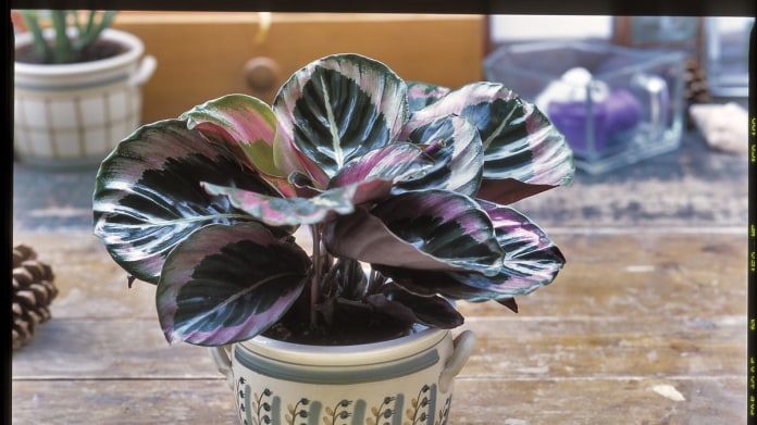 Kalatea/Calathea rosea picta Kalatea/Calathea rosea picta